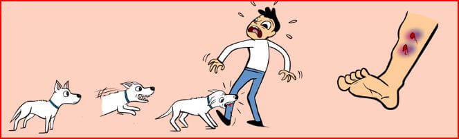 YOU'VE BEEN BITTEN BY A DOG... NOW WHAT? | Rehmeyer & Allatt